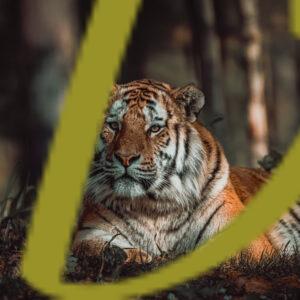 galeria de fotografias de animales, tigres