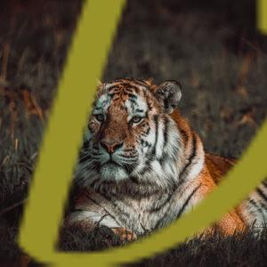 galeria de fotografias de animales, tigres