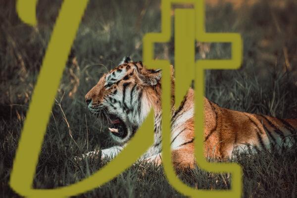 galeria de fotografias de animales, tigres