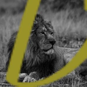 galeria de fotografias en blanco y negro de leones