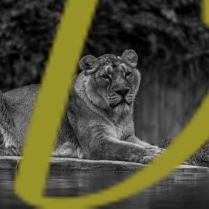 galeria de fotografias en blanco y negro de leones