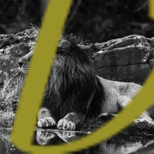 galeria de fotografias en blanco y negro de leones