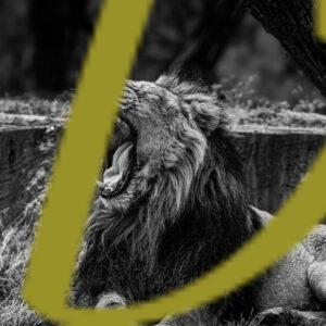 galeria de fotografias en blanco y negro de leones