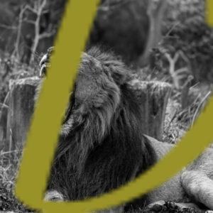 galeria de fotografias en blanco y negro de leones