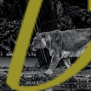 galeria de fotografias en blanco y negro de leones