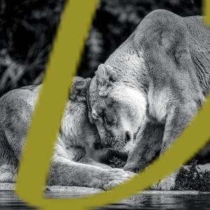 galeria de fotografias en blanco y negro de leones