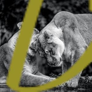 galeria de fotografias en blanco y negro de leones