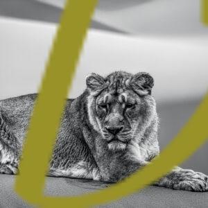 galeria de fotografias en blanco y negro de leones