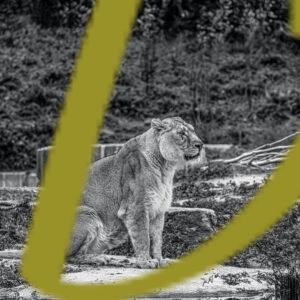 galeria de fotografias en blanco y negro de leones