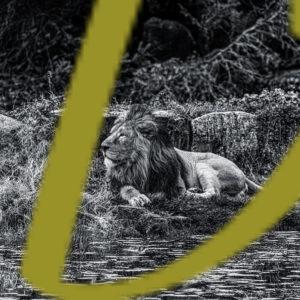 galeria de fotografias en blanco y negro de leones