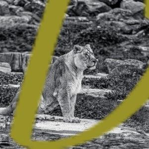 galeria de fotografias en blanco y negro de leones