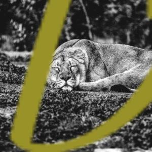 galeria de fotografias en blanco y negro de leones