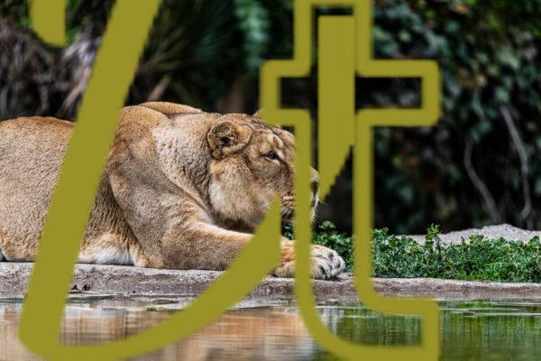 galeria de fotografias de leones
