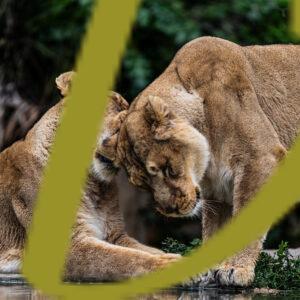 galeria de fotografias de leones