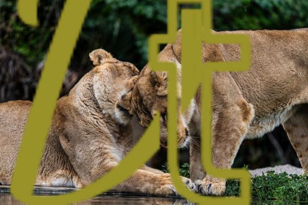 galeria de fotografias de leones