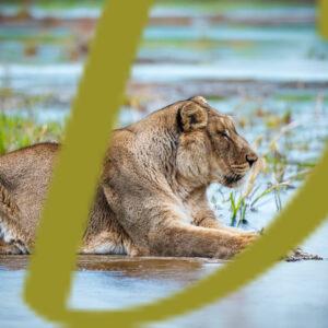 galeria de fotografias de leones