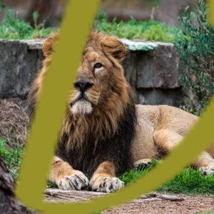 galeria de fotografias de leones