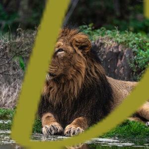 galeria de fotografias de leones