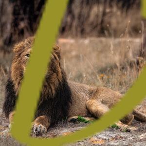 galeria de fotografias de leones