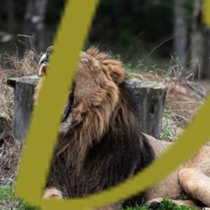 galeria de fotografias de leones