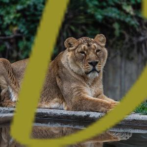 galeria de fotografias de leones