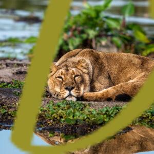 galeria de fotografias de leones