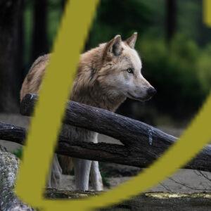 galeria de fotografias de lobos