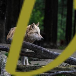 galeria de fotografias de lobos