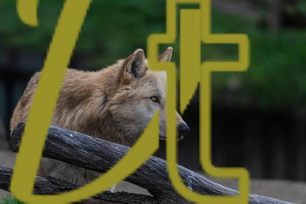 galeria de fotografias de lobos