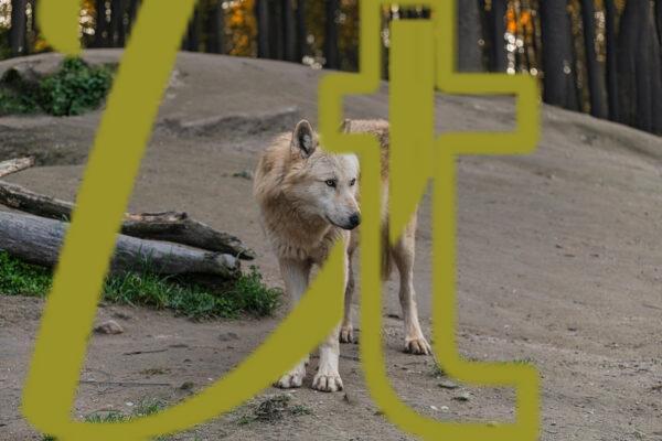 galeria de fotografias de lobos