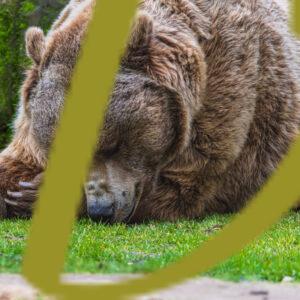 galeria de fotografias de animales