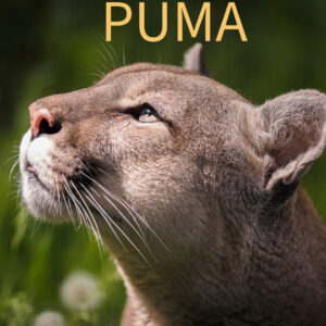 PUMAS