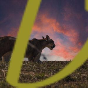 galeria de fotografias de animales, pumas