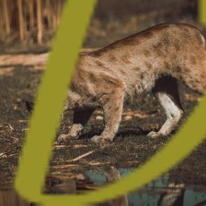 galeria de fotografias de animales, pumas