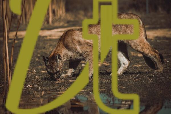 galeria de fotografias de animales, pumas