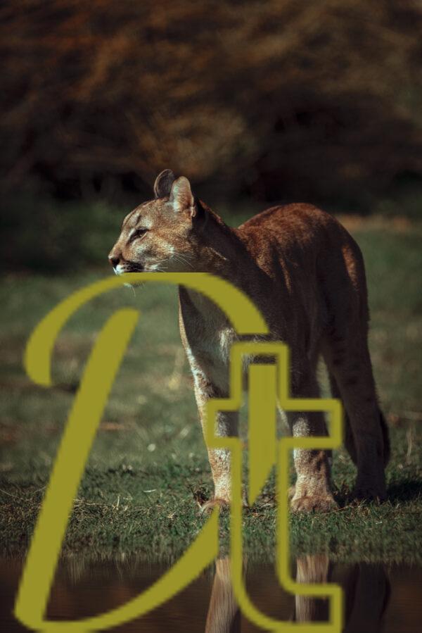 galeria de fotografias de animales, pumas