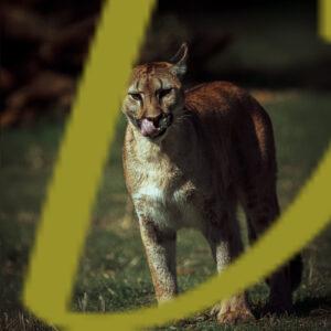 galeria de fotografias de animales, pumas