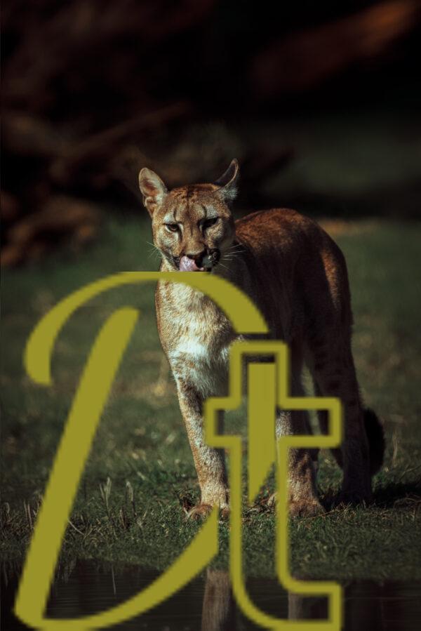 galeria de fotografias de animales, pumas