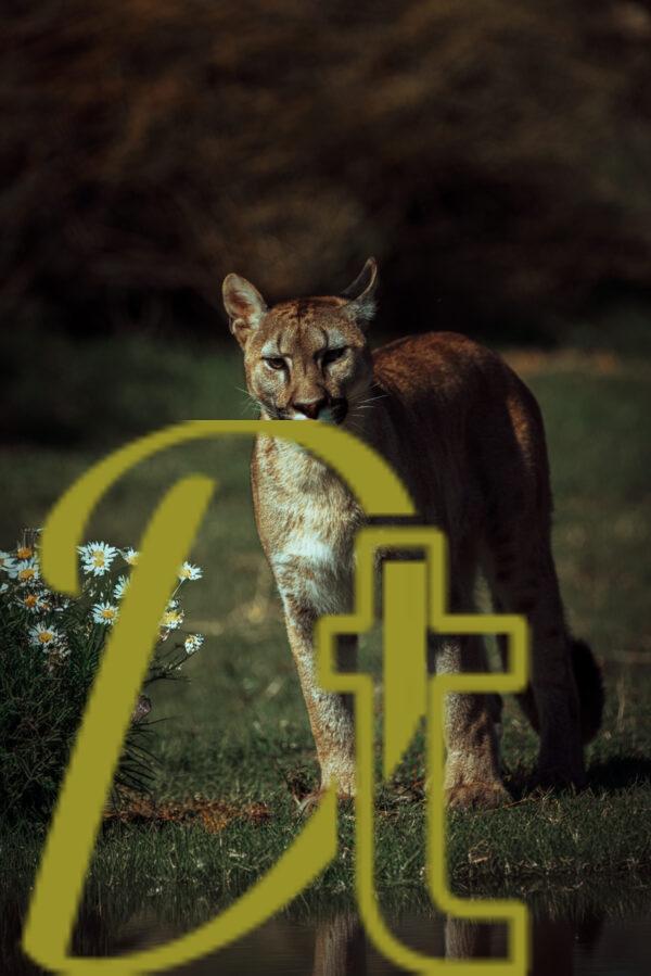 galeria de fotografias de animales, pumas