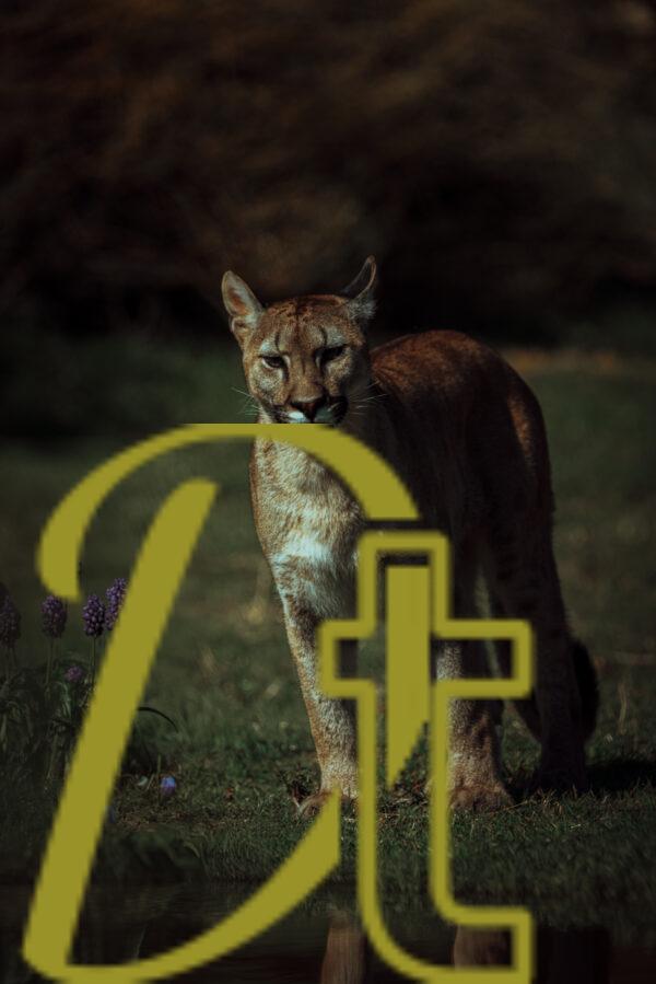 galeria de fotografias de animales, pumas