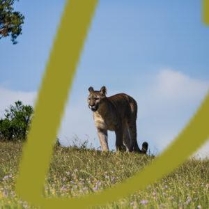 galeria de fotografias de animales, pumas