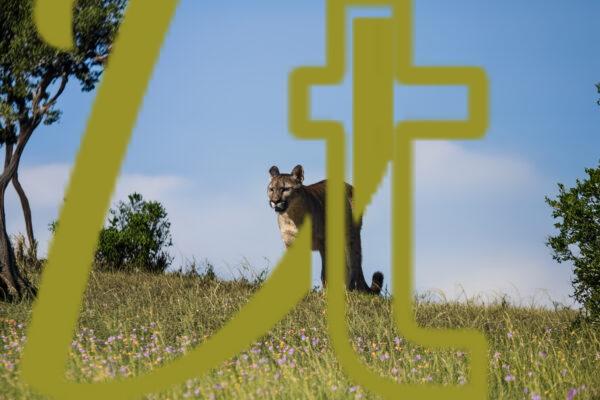 galeria de fotografias de animales, pumas