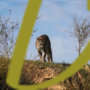 galeria de fotografias de animales, pumas