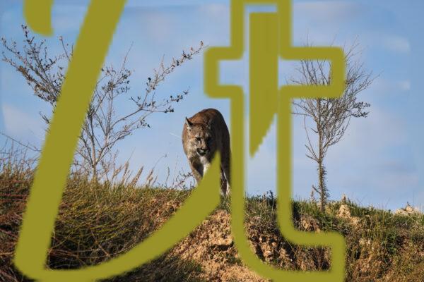 galeria de fotografias de animales, pumas