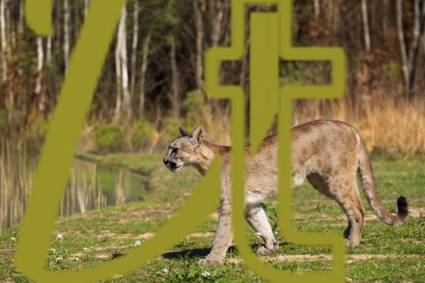 galeria de fotografias de animales, pumas