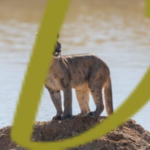 galeria de fotografias de animales, pumas