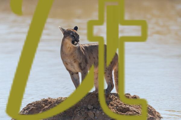 galeria de fotografias de animales, pumas