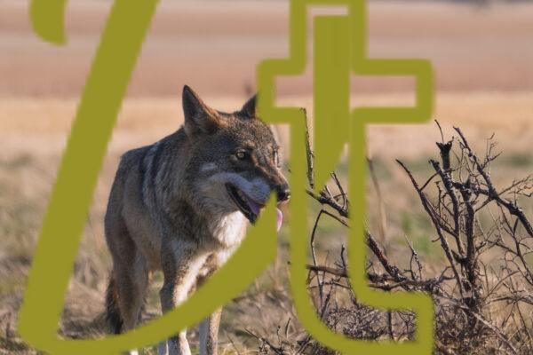 galeria de fotografias de lobos